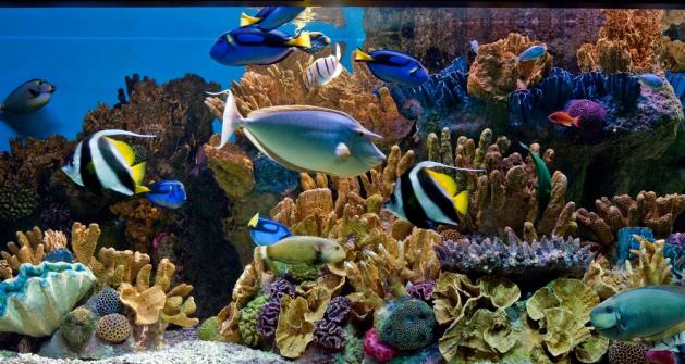 Image of New England Aquarium organization